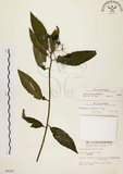 中文名:黑星紫金牛(S006292)學名:Ardisia virens Kurz(S006292)英文名:Black-spotted Ardisia