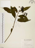 中文名:黑星紫金牛(S012841)學名:Ardisia virens Kurz(S012841)英文名:Black-spotted Ardisia