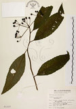 中文名:黑星紫金牛(S013157)學名:Ardisia virens Kurz(S013157)英文名:Black-spotted Ardisia