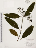 中文名:黑星紫金牛(S013159)學名:Ardisia virens Kurz(S013159)英文名:Black-spotted Ardisia