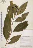 中文名:黑星紫金牛(S015003)學名:Ardisia virens Kurz(S015003)英文名:Black-spotted Ardisia