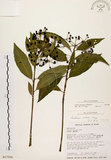 中文名:黑星紫金牛(S017506)學名:Ardisia virens Kurz(S017506)英文名:Black-spotted Ardisia