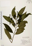 中文名:黑星紫金牛(S031399)學名:Ardisia virens Kurz(S031399)英文名:Black-spotted Ardisia