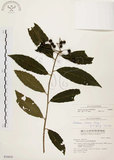 中文名:黑星紫金牛(S036859)學名:Ardisia virens Kurz(S036859)英文名:Black-spotted Ardisia