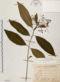 中文名:黑星紫金牛(S065882)學名:Ardisia virens Kurz(S065882)英文名:Black-spotted Ardisia