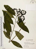 中文名:黑星紫金牛(S070185)學名:Ardisia virens Kurz(S070185)英文名:Black-spotted Ardisia