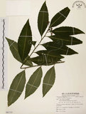 中文名:黑星紫金牛(S081715)學名:Ardisia virens Kurz(S081715)英文名:Black-spotted Ardisia