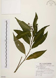 中文名:黑星紫金牛(S081863)學名:Ardisia virens Kurz(S081863)英文名:Black-spotted Ardisia