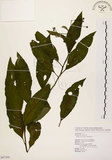 中文名:黑星紫金牛(S087305)學名:Ardisia virens Kurz(S087305)英文名:Black-spotted Ardisia