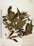 中文名:黑星紫金牛(S089267)學名:Ardisia virens Kurz(S089267)英文名:Black-spotted Ardisia