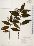 中文名:黑星紫金牛(S119963)學名:Ardisia virens Kurz(S119963)英文名:Black-spotted Ardisia