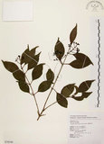中文名:臺灣赤楠(S076546)學名:Syzygium formosanum (Hayata) Mori(S076546)英文名:Taiwan Eugenia