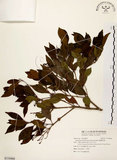 中文名:臺灣赤楠(S118460)學名:Syzygium formosanum (Hayata) Mori(S118460)英文名:Taiwan Eugenia
