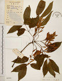 中文名:臺灣梣(S041810)學名:Fraxinus insularis Hemsl.(S041810)英文名:Island Ash