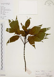 中文名:臺灣梣(S102006)學名:Fraxinus insularis Hemsl.(S102006)英文名:Island Ash