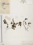 中文名:馬齒莧(S038994)學名:Portulaca oleracea L.(S038994)
