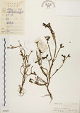 中文名:馬齒莧(S039657)學名:Portulaca oleracea L.(S039657)