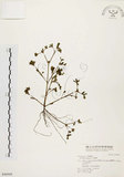 中文名:馬齒莧(S046969)學名:Portulaca oleracea L.(S046969)