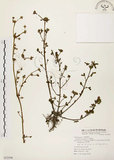 中文名:馬齒莧(S072598)學名:Portulaca oleracea L.(S072598)