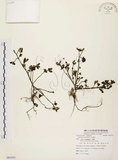 中文名:馬齒莧(S085353)學名:Portulaca oleracea L.(S085353)