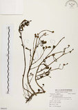 中文名:馬齒莧(S086243)學名:Portulaca oleracea L.(S086243)