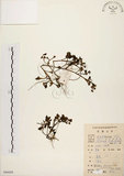 中文名:馬齒莧(S086689)學名:Portulaca oleracea L.(S086689)