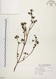 中文名:馬齒莧(S091655)學名:Portulaca oleracea L.(S091655)