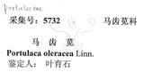 中文名:馬齒莧(S101654)