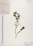 中文名:馬齒莧(S101654)學名:Portulaca oleracea L.(S101654)