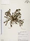 中文名:毛馬齒莧(S014986)學名:Portulaca pilosa L.(S014986)