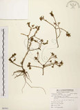 中文名:毛馬齒莧(S087931)學名:Portulaca pilosa L.(S087931)