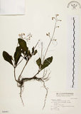 中文名:土人參(S046461)學名:Talinum paniculatum (Jacq.) Gaertn.(S046461)