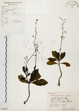 中文名:土人參(S060948)學名:Talinum paniculatum (Jacq.) Gaertn.(S060948)