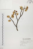 中文名:臺灣蘋果(S097580)學名:Malus doumeri (Bois.) Chev.(S097580)英文名:Formosan Apple