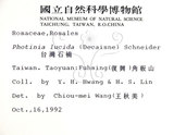 中文名:臺灣石楠(S008798)學名:Pourthiaea lucida Decaisne(S008798)英文名:Taiwan Photinia