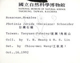 中文名:臺灣石楠(S008799)學名:Pourthiaea lucida Decaisne(S008799)英文名:Taiwan Photinia