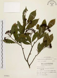 中文名:臺灣石楠(S010053)學名:Pourthiaea lucida Decaisne(S010053)英文名:Taiwan Photinia