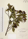 中文名:臺灣石楠(S014704)學名:Pourthiaea lucida Decaisne(S014704)英文名:Taiwan Photinia