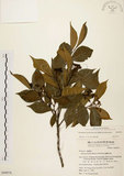 中文名:臺灣石楠(S049976)學名:Pourthiaea lucida Decaisne(S049976)英文名:Taiwan Photinia