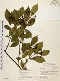 中文名:臺灣石楠(S053589)學名:Pourthiaea lucida Decaisne(S053589)英文名:Taiwan Photinia