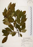 中文名:臺灣石楠(S062871)學名:Pourthiaea lucida Decaisne(S062871)英文名:Taiwan Photinia