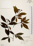 中文名:臺灣石楠(S063349)學名:Pourthiaea lucida Decaisne(S063349)英文名:Taiwan Photinia