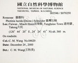 中文名:臺灣石楠(S070250)學名:Pourthiaea lucida Decaisne(S070250)英文名:Taiwan Photinia