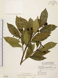 中文名:臺灣石楠(S070250)學名:Pourthiaea lucida Decaisne(S070250)英文名:Taiwan Photinia