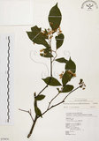 中文名:臺灣石楠(S079858)學名:Pourthiaea lucida Decaisne(S079858)英文名:Taiwan Photinia