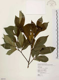 中文名:臺灣石楠(S082325)學名:Pourthiaea lucida Decaisne(S082325)英文名:Taiwan Photinia