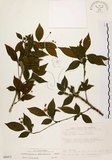 中文名:臺灣石楠(S089473)學名:Pourthiaea lucida Decaisne(S089473)英文名:Taiwan Photinia