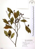 中文名:臺灣石楠(S090831)學名:Pourthiaea lucida Decaisne(S090831)英文名:Taiwan Photinia