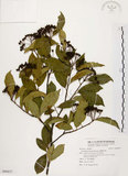 中文名:臺灣石楠(S090837)學名:Pourthiaea lucida Decaisne(S090837)英文名:Taiwan Photinia