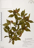 中文名:臺灣石楠(S091158)學名:Pourthiaea lucida Decaisne(S091158)英文名:Taiwan Photinia